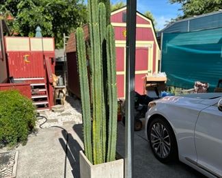 Cerius Peruvianus 7-8 ft cactus with cement container