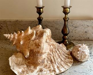 Conch Shell & Brass Candlesticks
