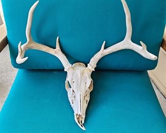 Elk or Deer Skull and Antlers