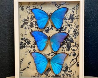 Real Butterflies in Shadow Box