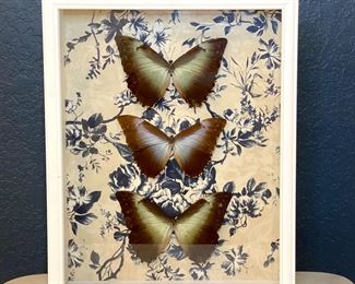 Real Butterflies in Shadow Box