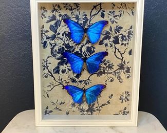 Real Butterflies in Shadow Box