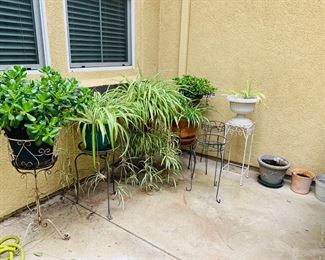 Plants / Planters