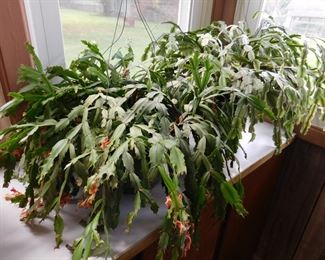 Christmas Cactus x 2
