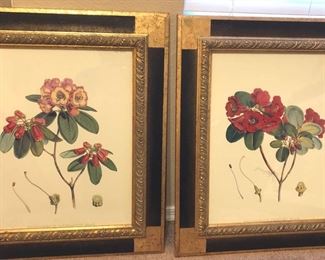Rhododendron Print Set