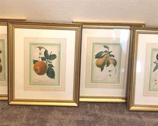 4 German 19th Century Fruit Lithographs