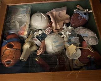 Vintage Anatomy Set