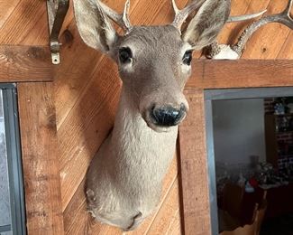 taxidermy deer buck