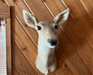 taxidermy deer
