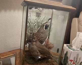 taxidermy quail lamps, two available
