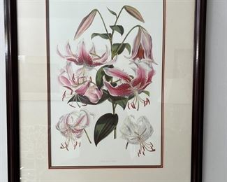 14. Flowers – Lilium Speciosum