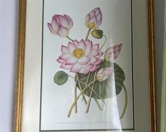 61. Rose Colored Lily