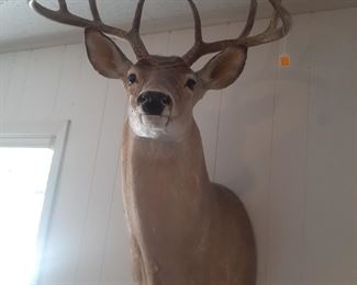 8 point Mounted Deer Head