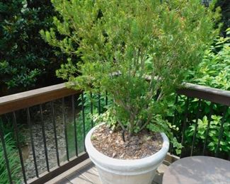 GARDEN PLANTER WITH LIVE PLANT