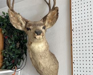 Deer Head