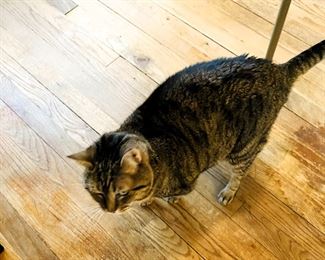 * We also have a loving declawed indoor cat named; “Bella” FREE to a good home. (Comes with a litterbox, and food bowl) The owner can only take one pet to senior independent living.