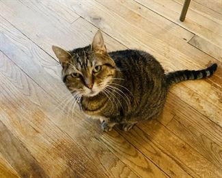 * We also have a loving declawed indoor cat named; “Bella” FREE to a good home. (Comes with a litterbox, and food bowl) The owner can only take one pet to senior independent living.