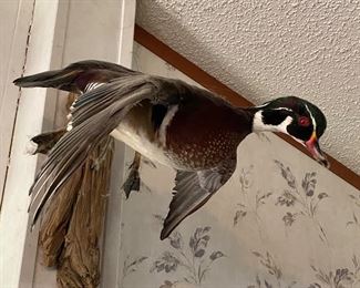 Stuffed duck wall hanging 