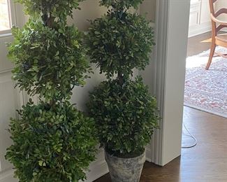 Boxwood Planted Topiary 17" W x 55" H $200