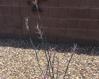 Metal outdoor ocotillo art piece