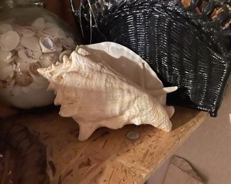. . . conch shell