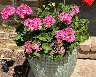 Planters and Flowers are all for sale.