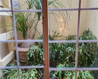Window full of plants