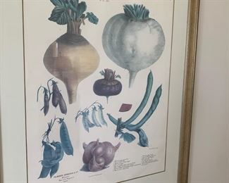 botanical print