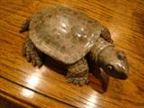 Carved Petoskey Stone Turtle