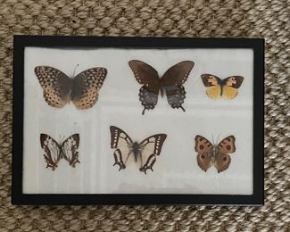 Taxidermy Butterflies.