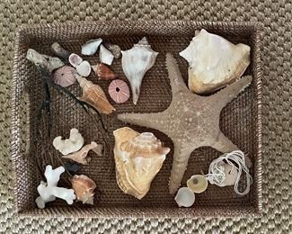 Shell Collection In Tray.