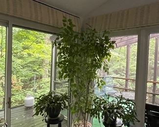 Christmas cactus are live plants.  Tall plant is silk