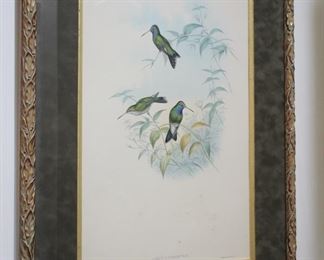Set of 3 Gould & Richter hummingbird lithograph