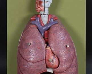 305	Somso Anatomical Model Thoracic Organs	Somso German plastic human anatomical model of the thoracic organs; lungs, heart and larynx. Somso paper label on base. Model 14 1/2"L, base 15 3/4"x  11". Chips to lacquer on base, minor losses to color on model.
