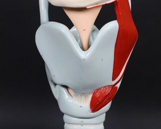 307	Denoyer-Geppert Anatomical Model Larynx	Denoyer-Geppert plastic human anatomical model, larynx. Denoyer-Geppert paper label. 14 1/2"H. Minor losses to color on model.
