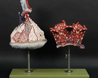 306	Somso Anatomical Model Lungs & Alveoli	Somso German plastic human anatomical models, lungs and alveoli. Lung 11 3/4"H not including stand. With base 18 3/4"L x 5 3/4"D x 19"H. Minor scratches and discoloration to plastic base, minor losses to color on models.
