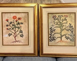 Red Cabbagerose (left) & Giant Fennel (right) Framed Botanical