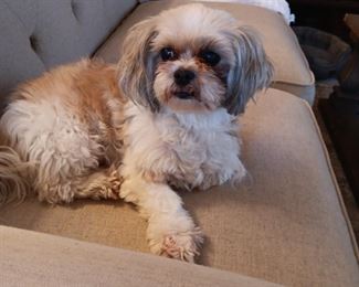 Gracie is my rescue baby who you will meet at the sale. She travels with me and goes to the nursing homes to make people feel loved. She is such a blessing!