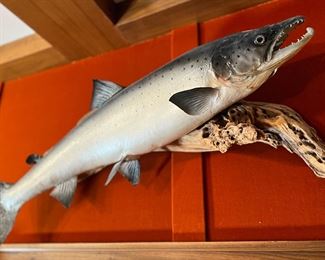 Salmon Taxidermy 