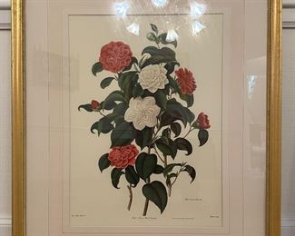 (4) Framed Botanicals