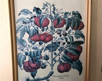 Botanical art tomatoes framed primt