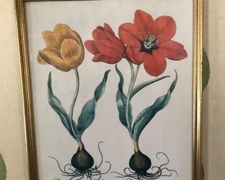 Botanical art tulips framed art