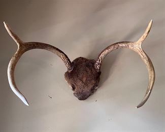 Deer antlers