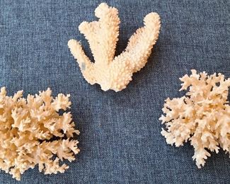 OLD SEA CORALS 