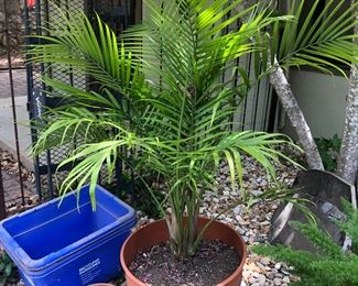 There are 4 of these healthy palms!