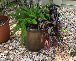 There are 2 of these planters with foxtail fern and sweet potato vine