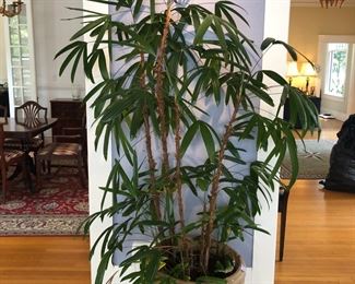 Large tropical plant