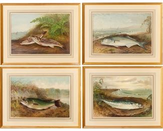 S.A. Kilbourne, (4) fish chromolithographs