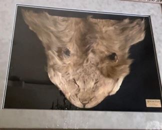 Framed African Lion Face Mount.  Circa 1920