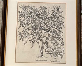 Engraving by Basil's Besler (1569-1629)